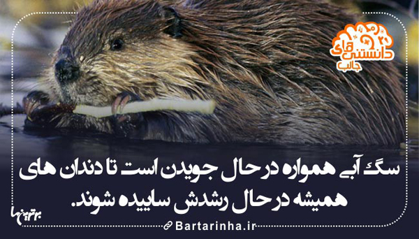 دانستننی های تصویری,shabnamha.ir,شبنم همدان,afkl ih,شبنم ها