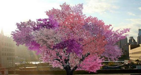 درختی با ۴۰ میوه مختلف + عکس
