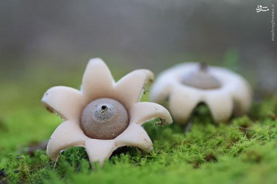 عجیب ترین قارچ های جنگلی +عکس 