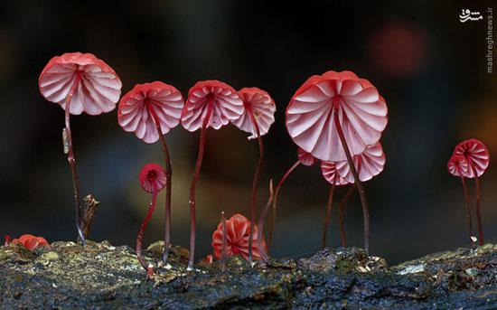 عجیب ترین قارچ های جنگلی +عکس 