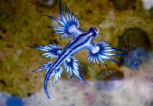 کشف «اژدهای آبی» در سواحل استرالیا +عکس 