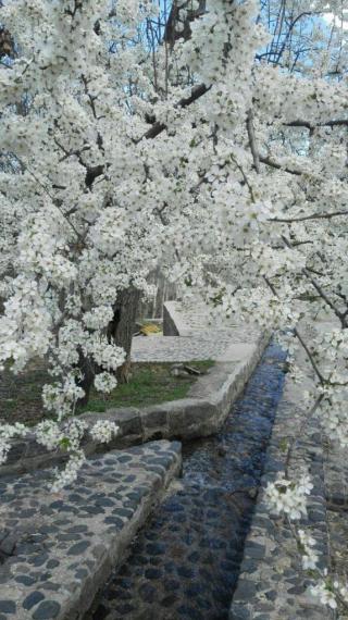 پارک کمربسته,سرکان,گنبله,تویسرکان,شکوفه,بهار,shabnamha.ir,شبنم همدان,afkl ih,شبنم ها