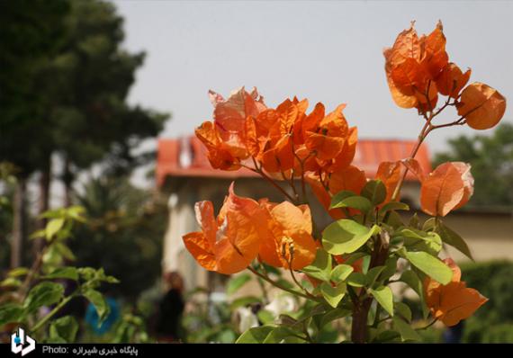 باغ ارم,شیراز,باغ گیاه شناسی,بهارنارنج,گل رز,گلهای رنگارنگ,اردیبهشت شیراز,shabnamha.ir,شبنم همدان,afkl ih,شبنم ها