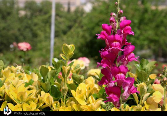 باغ ارم,شیراز,باغ گیاه شناسی,بهارنارنج,گل رز,گلهای رنگارنگ,اردیبهشت شیراز,shabnamha.ir,شبنم همدان,afkl ih,شبنم ها