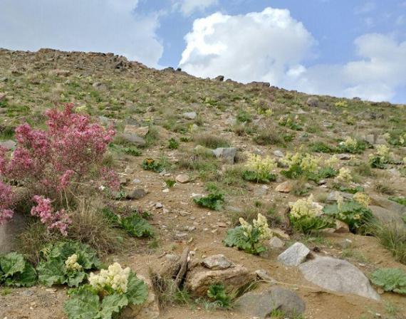 گیاه ریواس,خورش ریواس,تویسرکان,بهار,shabnamha.ir,شبنم همدان,afkl ih,شبنم ها