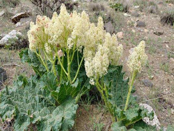 گیاه ریواس,خورش ریواس,تویسرکان,بهار,shabnamha.ir,شبنم همدان,afkl ih,شبنم ها