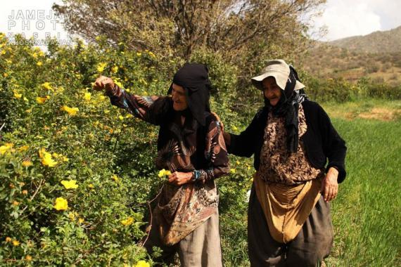 زنان سختکوش,کردستان,امرار معاش,مریوان,shabnamha.ir,شبنم همدان,afkl ih,شبنم ها