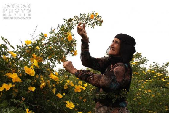 زنان سختکوش,کردستان,امرار معاش,مریوان,shabnamha.ir,شبنم همدان,afkl ih,شبنم ها
