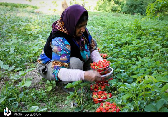 گزارش تصویری,توت فرنگی,برداشت توت فرنگی,کردستان,shabnamha.ir,شبنم همدان,afkl ih,شبنم ها