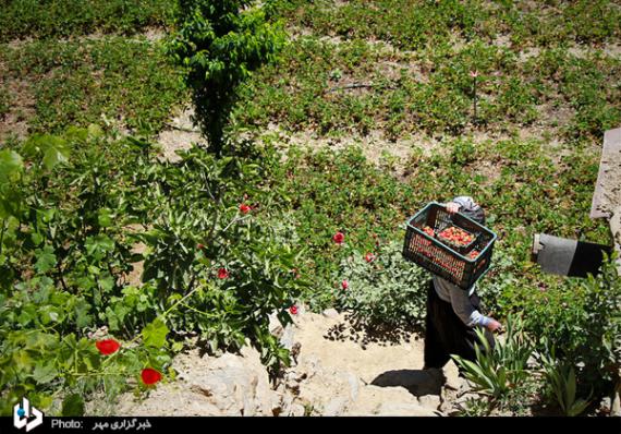 گزارش تصویری,توت فرنگی,برداشت توت فرنگی,کردستان,shabnamha.ir,شبنم همدان,afkl ih,شبنم ها