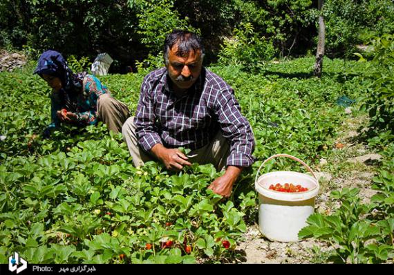 گزارش تصویری,توت فرنگی,برداشت توت فرنگی,کردستان,shabnamha.ir,شبنم همدان,afkl ih,شبنم ها