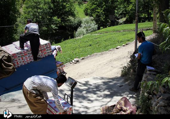 گزارش تصویری,توت فرنگی,برداشت توت فرنگی,کردستان,shabnamha.ir,شبنم همدان,afkl ih,شبنم ها