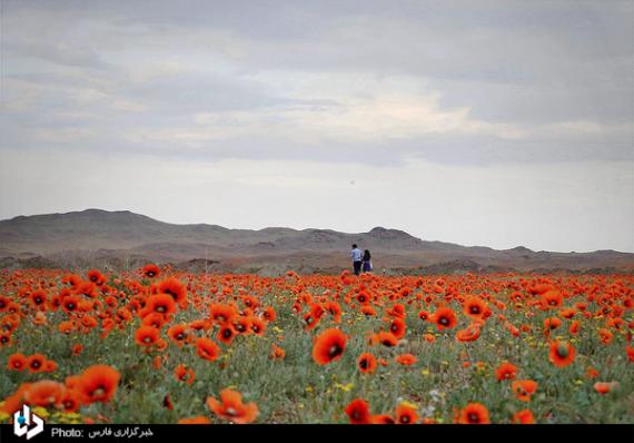 شبنم ها, shabnamha, دشت شقایق 