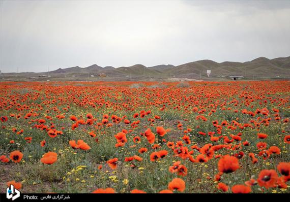 شبنم ها, shabnamha, دشت شقایق 