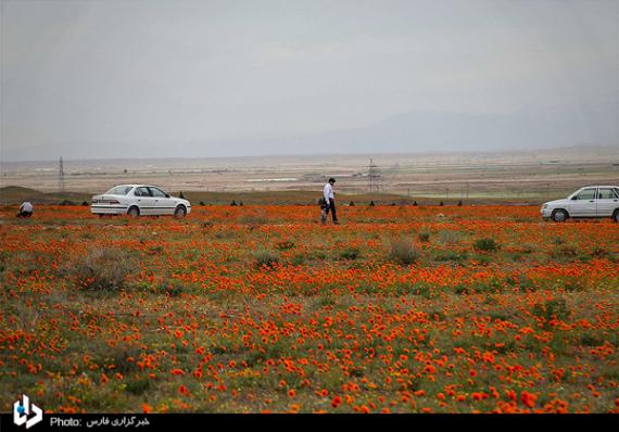 شبنم ها, shabnamha, دشت شقایق 