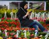 نمایشگاه گل بنفشه و گیاه آپارتمانی در همدان برگزار می شود 